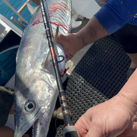 Fishing R Us – Australia's GREATEST FISHING STORE  Australia Fishing Gear  Bait Tackle Rods Reels Bargain Sales Cheap